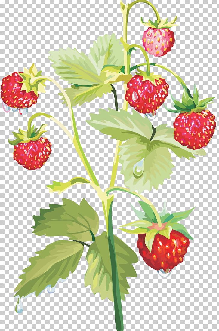 Musk Strawberry PNG, Clipart, Auglis, Berry, Blueberry, Computer Icons, Encapsulated Postscript Free PNG Download
