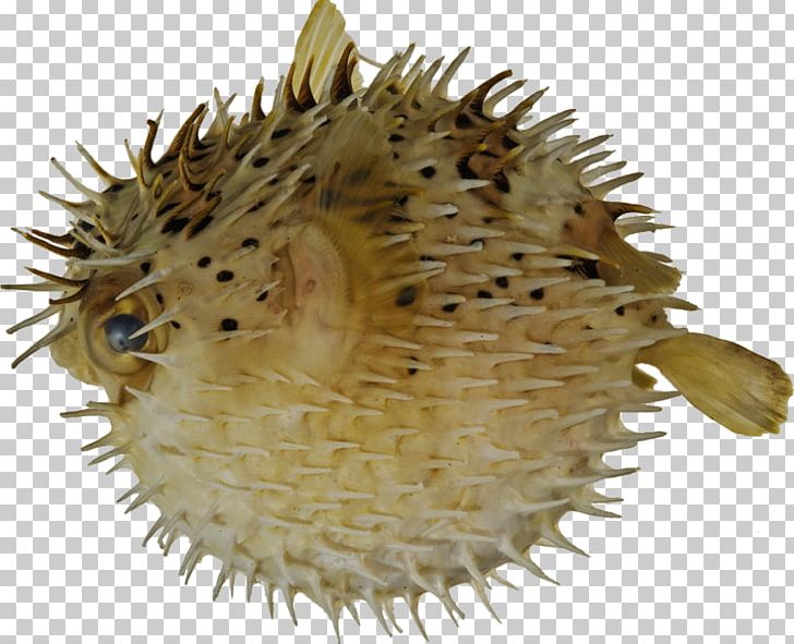 Pufferfish Long-spine Porcupinefish Fugu Spot-fin Porcupinefish PNG, Clipart, Aquarium, Diodon, Fish, Fugu, Longspine Porcupinefish Free PNG Download