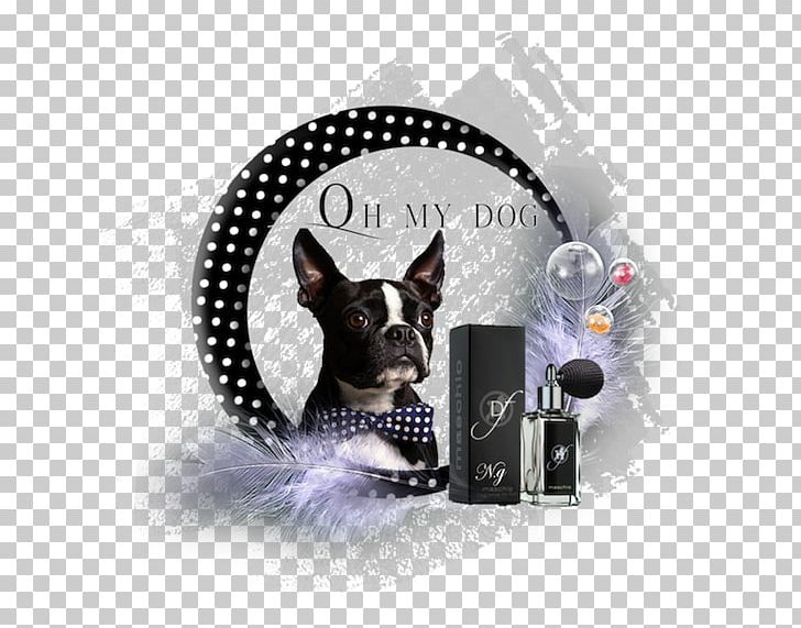 Boston Terrier Dog Breed Leash Non-sporting Group Dog Collar PNG, Clipart, Boston Terrier, Bow Tie, Breed, Carnivoran, Casual Free PNG Download