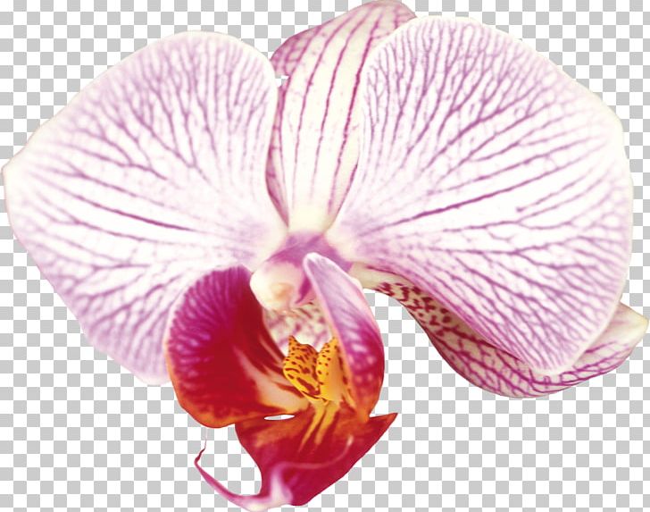 Moth Orchids Cattleya Orchids PNG, Clipart, Cattleya, Cattleya Orchids, Color, Flower, Flowering Plant Free PNG Download