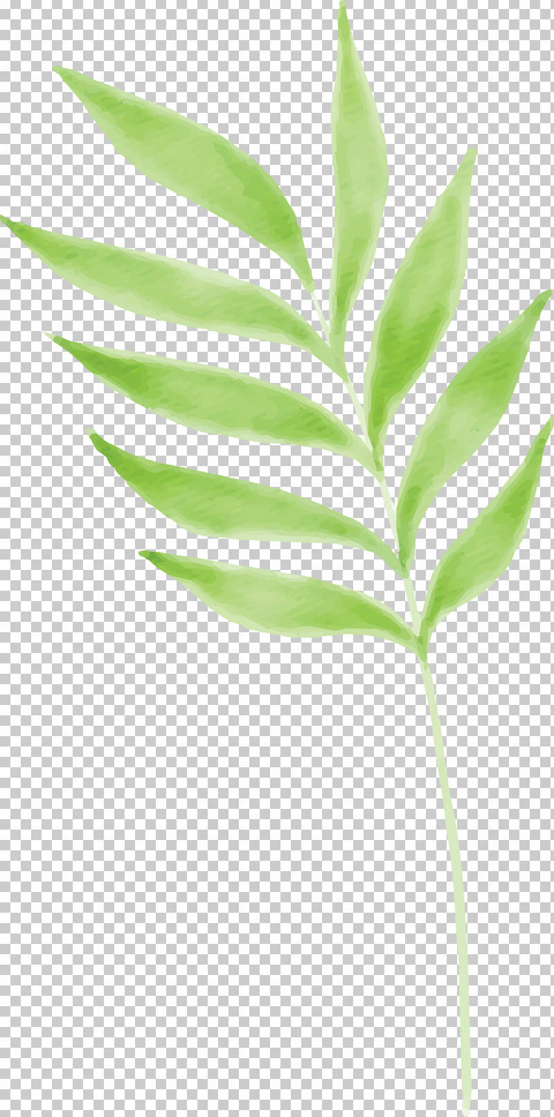 Leaf Plant Flower Plant Stem Tree PNG, Clipart, Flower, Houseplant, Leaf, Plant, Plant Stem Free PNG Download