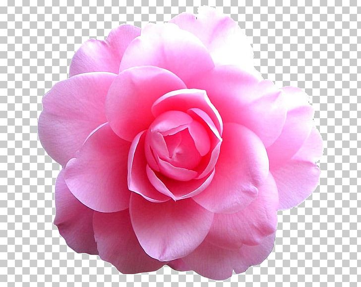 Pink Flowers Rose PNG, Clipart, 1800flowers, Begonia, Camellia, Cut Flowers, Floribunda Free PNG Download
