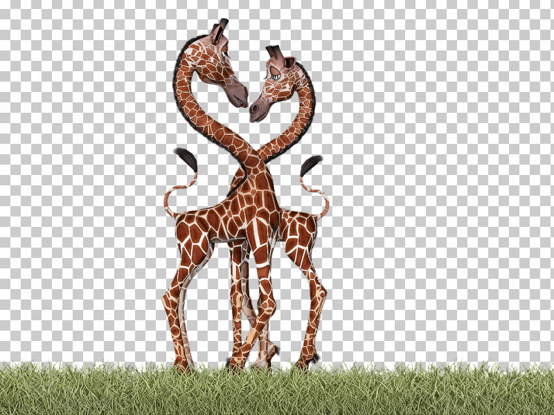 Giraffe Wildlife Giraffidae Grass Antelope PNG, Clipart, Animal Figure, Antelope, Giraffe, Giraffidae, Grass Free PNG Download