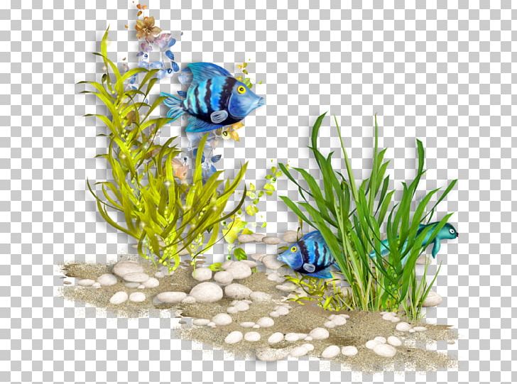 Ocean Sea Color PNG, Clipart, Aquarium Decor, Aquatic Plant, Color, Drawing, Fish Free PNG Download