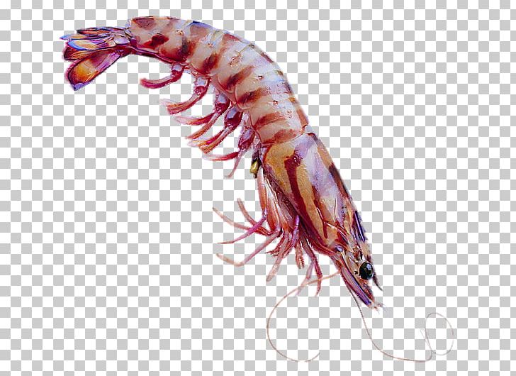 Seafood Caridea Shrimp Computer File PNG, Clipart, America Map, American, Animal Source Foods, Caridea, Crustacean Free PNG Download