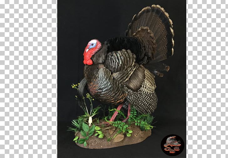 Stehling's Taxidermy King Turkey Taxidermy Products Turkey Tail Galliformes PNG, Clipart,  Free PNG Download
