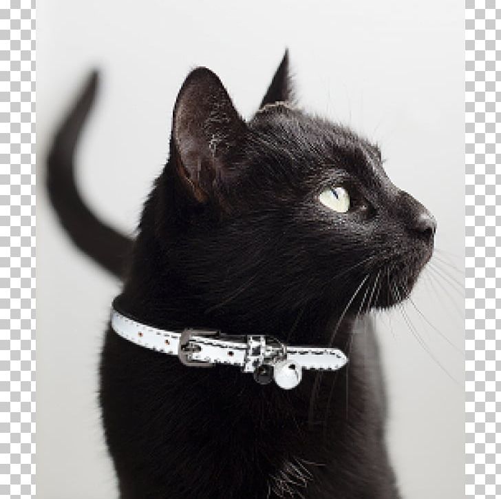 Black Cat Bombay Cat Domestic Short Haired Cat Collar Whiskers Png