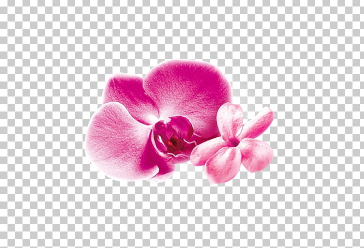 Moth Orchids Pink M Close-up PNG, Clipart, Closeup, Close Up, Flower, Flowering Plant, Lavanta Free PNG Download