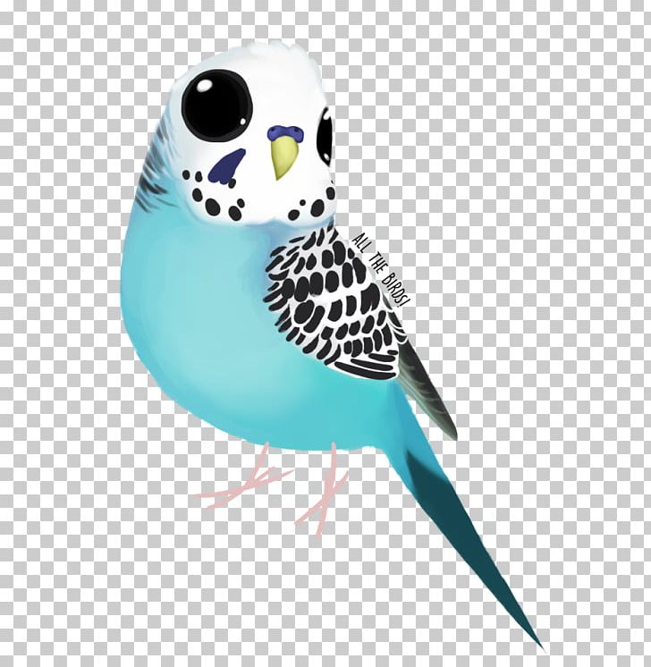 Owl Turquoise Feather Parakeet Beak PNG, Clipart, Animals, Beak, Bird, Bird Of Prey, Columbidae Free PNG Download