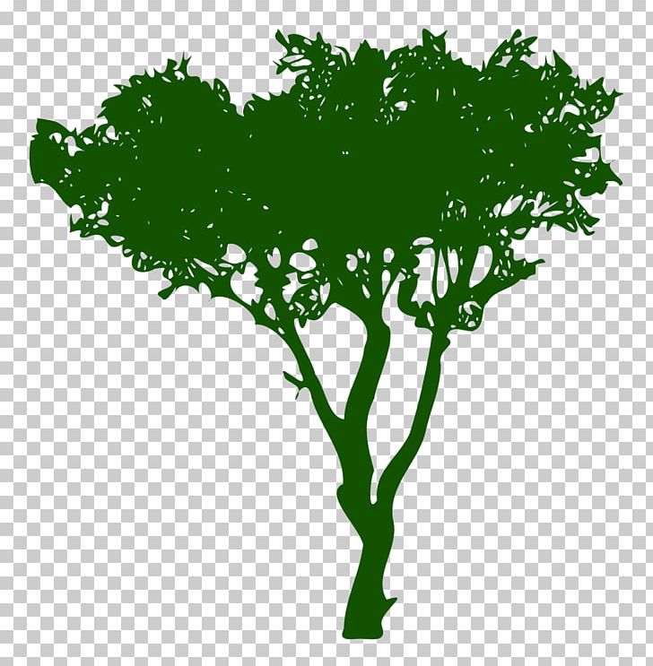 Tree Pathology Lincolnton Fibrofolliculoma Plant PNG, Clipart, 300 Dpi, Arts, Branch, Catscratch Disease, Disease Free PNG Download