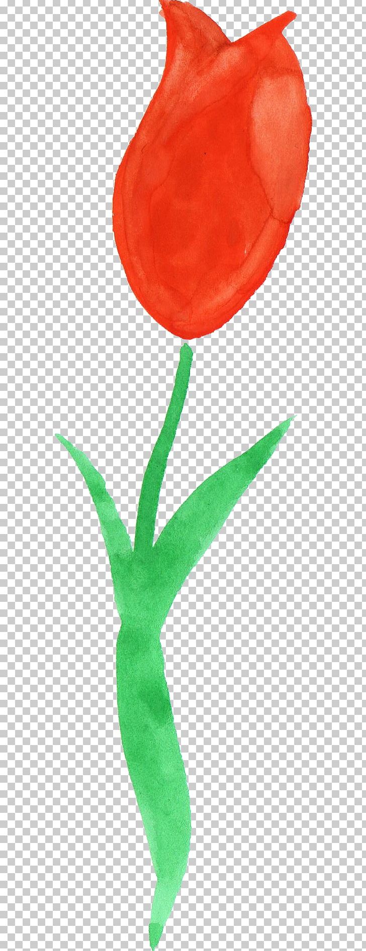 Tulip Watercolor Painting PNG, Clipart, Download, Flora, Flower, Flowering Plant, Flowers Free PNG Download