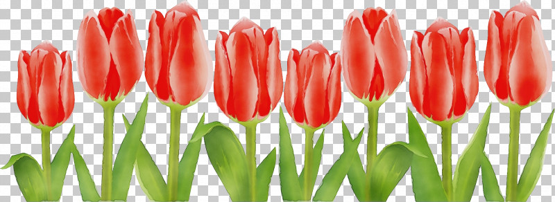 Flower Tulip Petal Tulipa Humilis Lady Tulip PNG, Clipart, Bud, Cut Flowers, Floral Line, Flower, Flower Background Free PNG Download