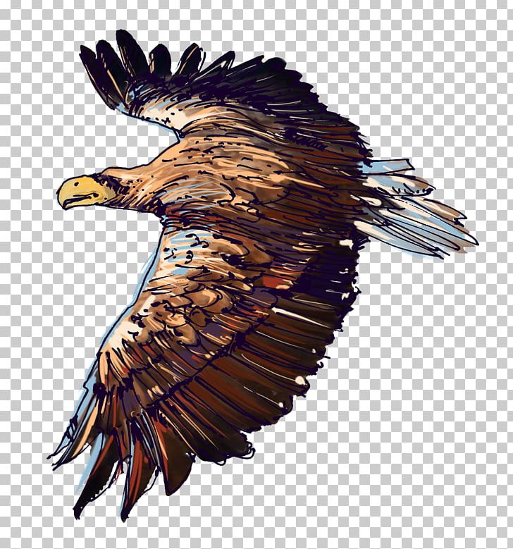 Bird White-tailed Eagle Wildlife Bald Eagle Accipitriformes PNG, Clipart, Accipitriformes, Animals, Bald Eagle, Beak, Bird Free PNG Download