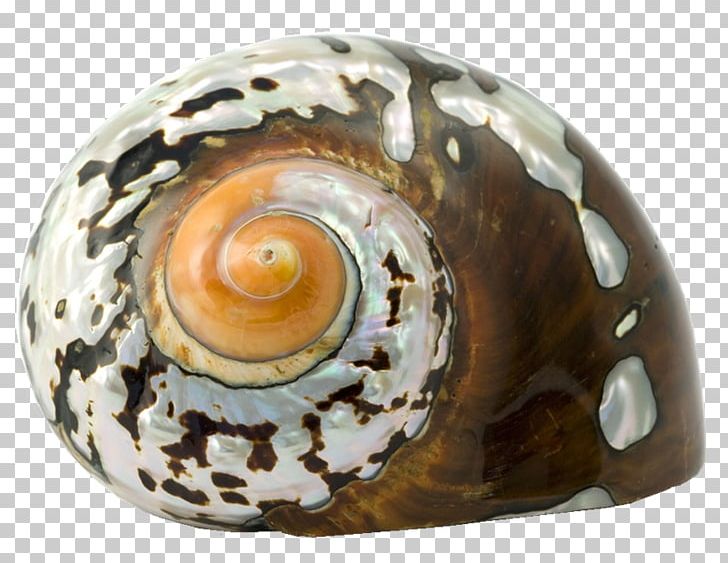 Cockle Seashell Sea Snail Epitonium Scalare PNG, Clipart, Cockle, Conch, Conchology, Epitonium Scalare, Gastropod Shell Free PNG Download