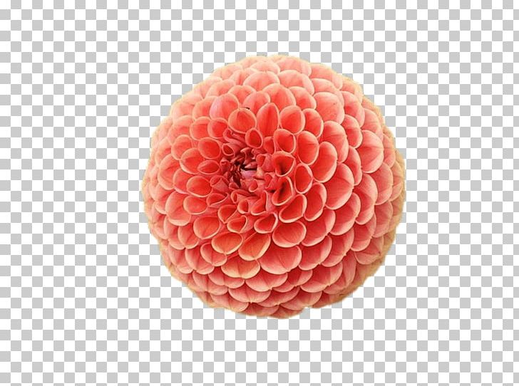 Dahlia PNG, Clipart, Background Nature, Chrysanthemum, Dahlia, Flower, Others Free PNG Download