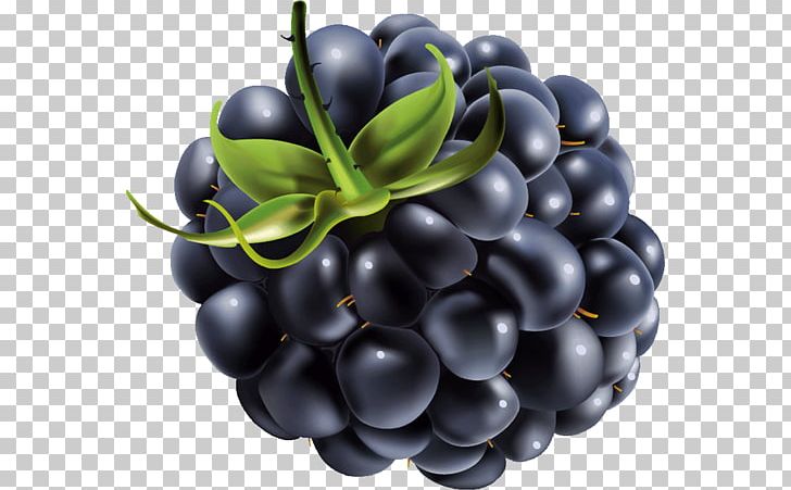 Graphics Blackberry Berries Portable Network Graphics PNG, Clipart, Berries, Berry, Bilberry, Blackberry, Blueberry Free PNG Download