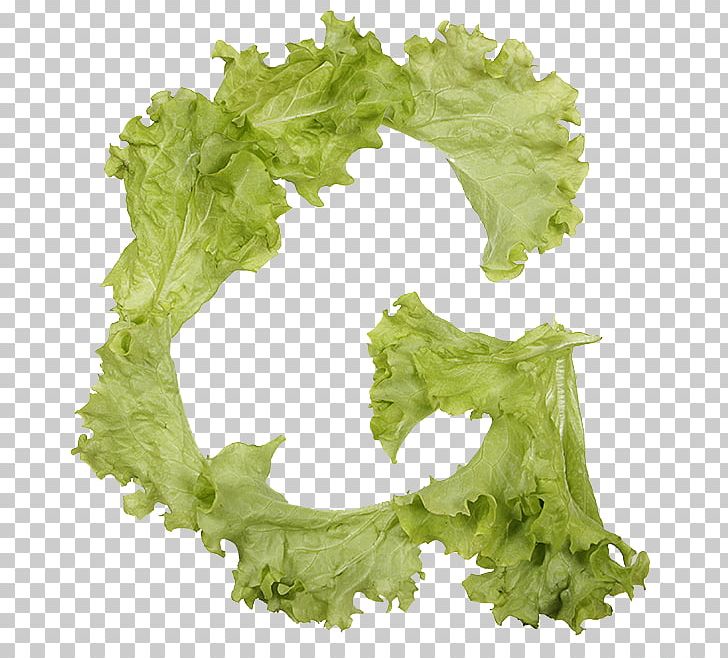 Lettuce Typeface Typography Vegetable Font PNG, Clipart, Food, Leaf, Leaf Vegetable, Legibility, Letter Free PNG Download