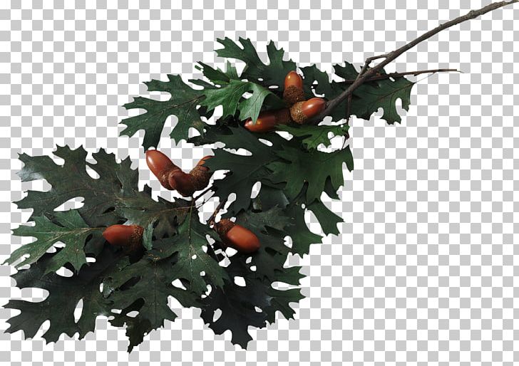 Swamp Spanish Oak English Oak Southern Live Oak PNG, Clipart, Acorn, Branch, English Oak, Leaf, Nature Free PNG Download