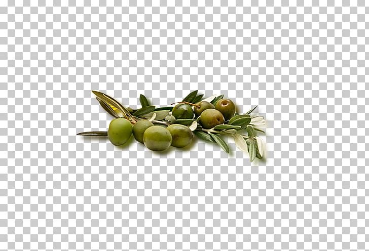 Olive Fruit Icon PNG, Clipart, Black Olive, Copying, Daum, Download, Food Free PNG Download