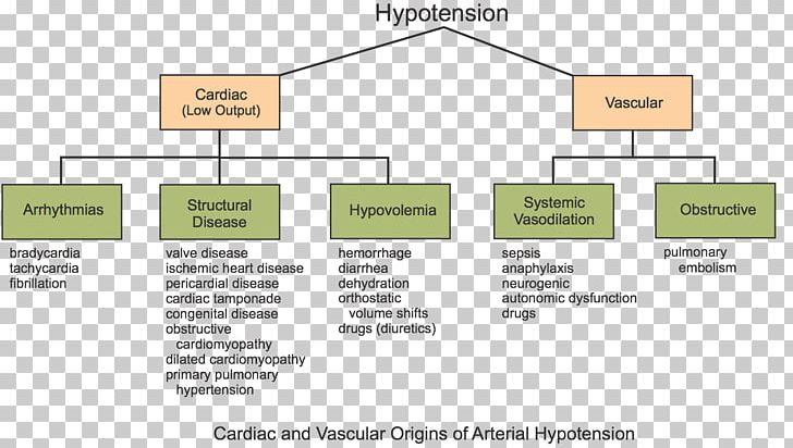 Orthostatic Hypotension Cardiac Output Blood Pressure Hypertension PNG, Clipart, Anatomy, Angle, Area, Blood Pressure, Brand Free PNG Download