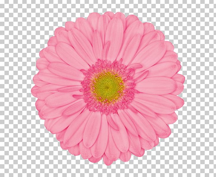 Transvaal Daisy Pink Common Daisy Flower Stock Photography PNG, Clipart, Annual Plant, Aster, Bros, Chrysanths, Color Free PNG Download