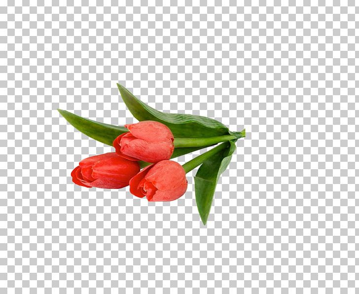 Tulip Flower Petal PNG, Clipart, Bud, Coreldraw, Cut Flowers, Desktop Wallpaper, Flower Free PNG Download