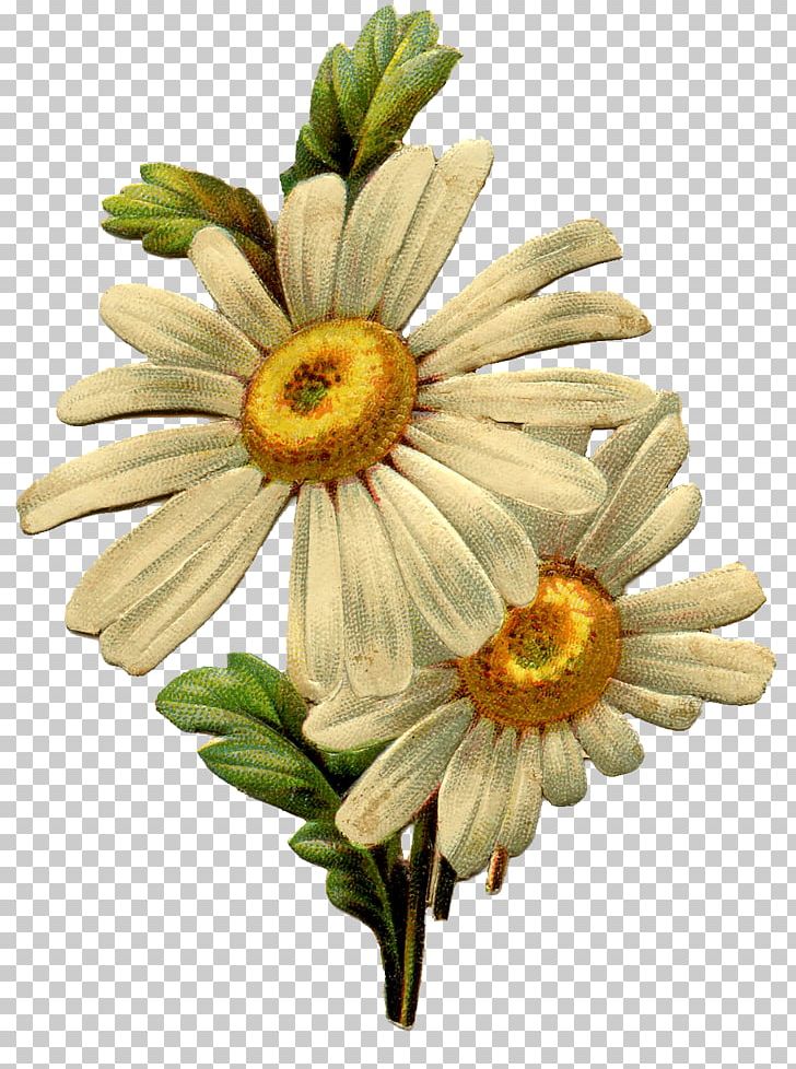 Common Daisy Vintage Clothing Antique PNG, Clipart, Antique, Chrysanths, Clip Art, Common Daisy, Cut Flowers Free PNG Download