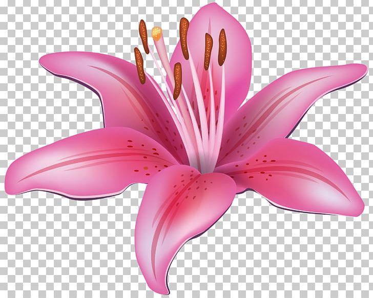 Easter Lily Tiger Lily Lilium Candidum PNG, Clipart, Amaryllis, Amaryllis Flower Cliparts, Blog, Clip Art, Closeup Free PNG Download