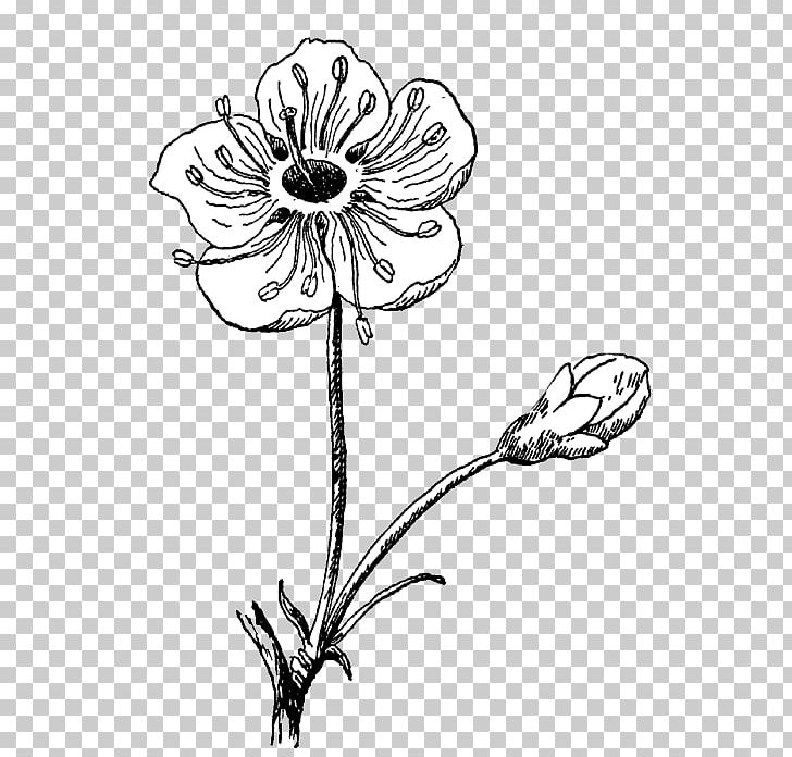 Floral Design Photography Black And White Visual Arts PNG, Clipart, Art, Artwork, Black And White, Blossom, Cherry Free PNG Download