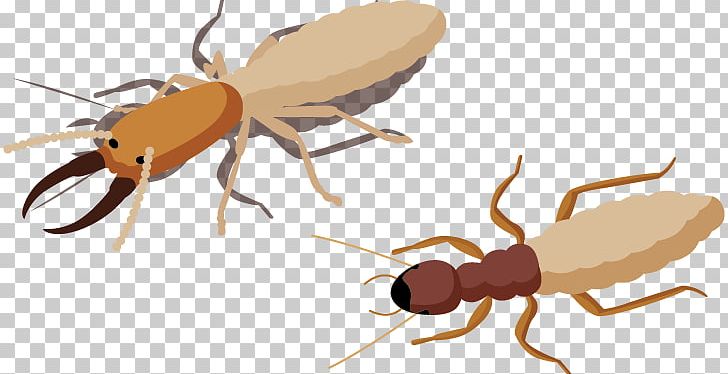 Insect Euclidean PNG, Clipart, Animals, Ant, Arthropod, Birds And Insects, Blattodea Free PNG Download
