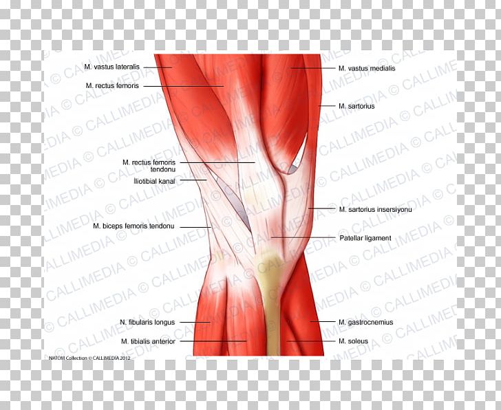 Muscular System Knee Rectus Femoris Muscle Human Anatomy PNG, Clipart, Abdomen, Anatomy, Arm, Blood Vessel, Coronal Plane Free PNG Download