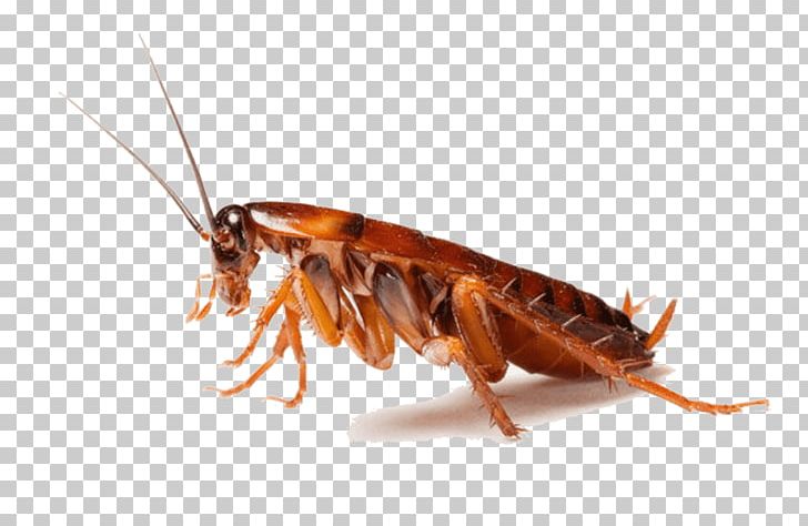 Cockroach Insect Pest Control PNG, Clipart, American Cockroach, Animals, Arthropod, Australian Cockroach, Biting Free PNG Download