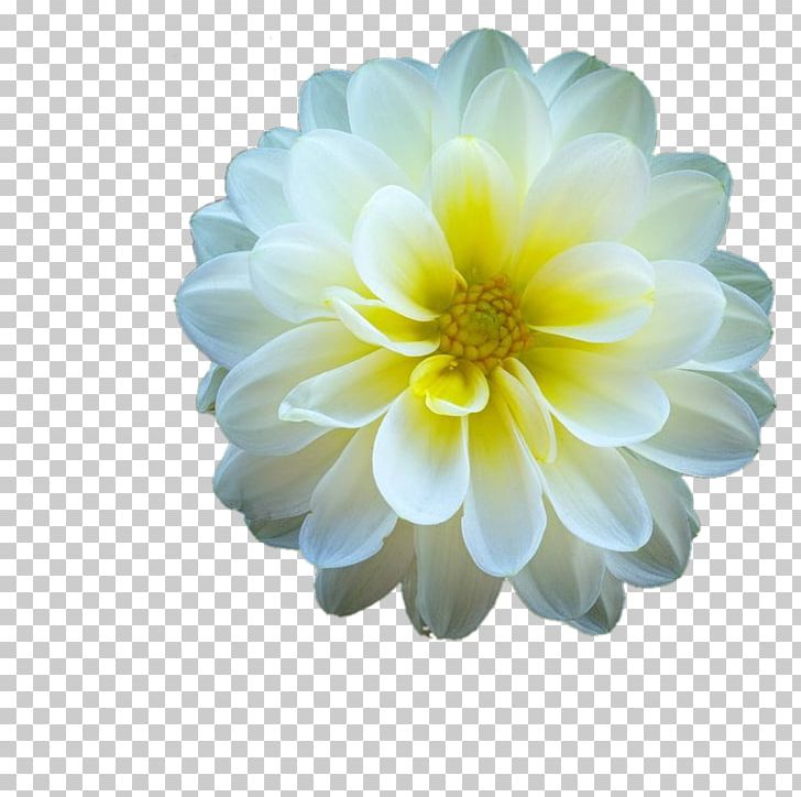 Dahlia Chrysanthemum Petal PNG, Clipart, Chrysanthemum, Chrysanths, Dahlia, Daisy Family, Flower Free PNG Download