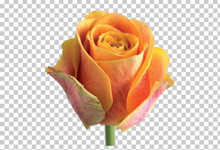 Garden Roses Cabbage Rose Floribunda Cut Flowers PNG, Clipart, Bud, Carnation, Chrysanthemum, Closeup, Cut Flowers Free PNG Download