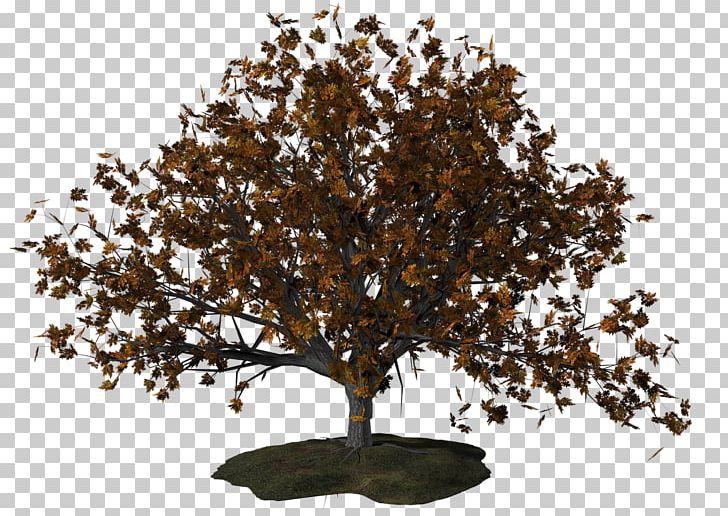 Tree PNG, Clipart, Autumn, Branch, Document, Download, Fall Free PNG Download