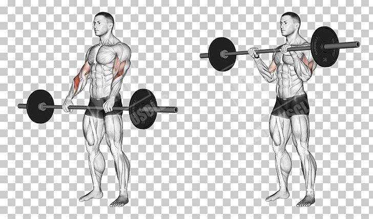 Biceps Curl Barbell Exercise Dumbbell PNG, Clipart, Abdomen, Arm, Arm Muscle, Back, Balance Free PNG Download