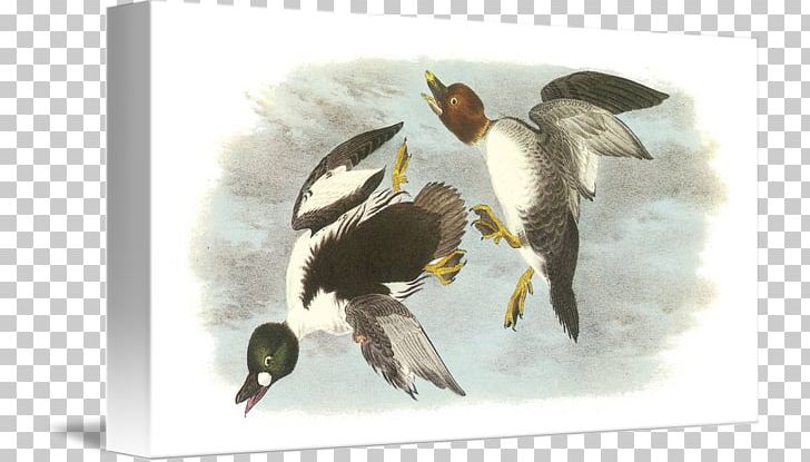 Duck Computer Mouse Mouse Mats Common Goldeneye United Kingdom PNG, Clipart, Beak, Bird, Bird Watercolor, Carpet, Common Goldeneye Free PNG Download