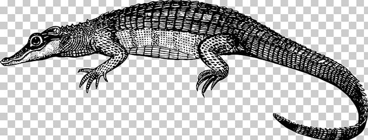 Crocodile Alligator Caiman PNG, Clipart, Alligator Clipart, American Crocodile, Amphibian, Animal Figure, Animals Free PNG Download