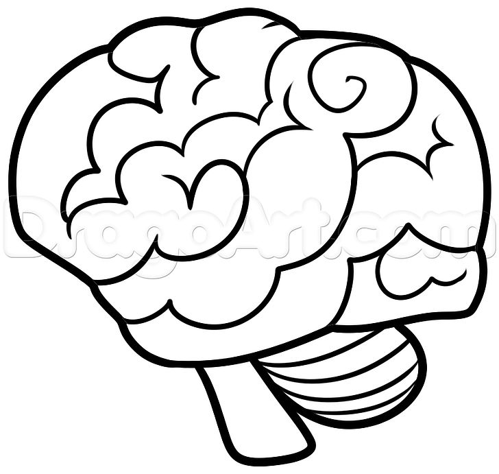 7849 Brain Drawing Stock Photos  Free  RoyaltyFree Stock Photos from  Dreamstime