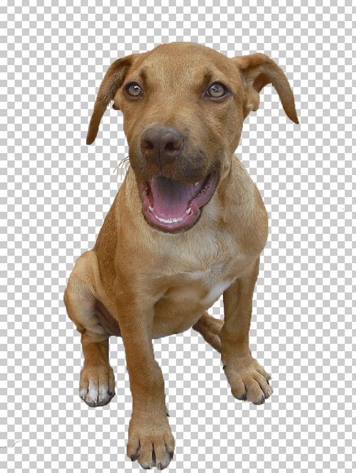 American Pit Bull Terrier Puppy Dog Breed Black Mouth Cur PNG, Clipart, American Pit Bull Terrier, Animal, Animals, Black Mouth Cur, Blue Nose Free PNG Download