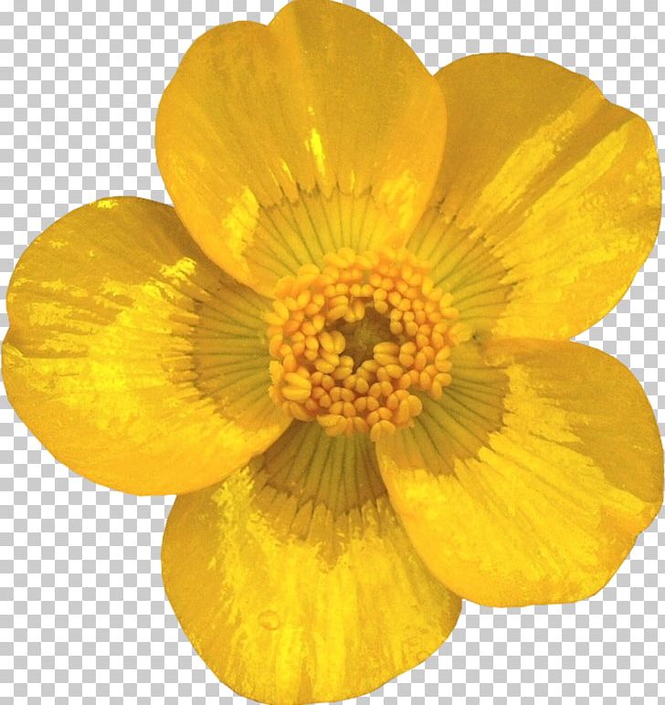 Cut Flowers Petal Buttercup Transvaal Daisy PNG, Clipart, Buttercup, Conifer Cone, Cut Flowers, Daisy, Fibonacci Free PNG Download