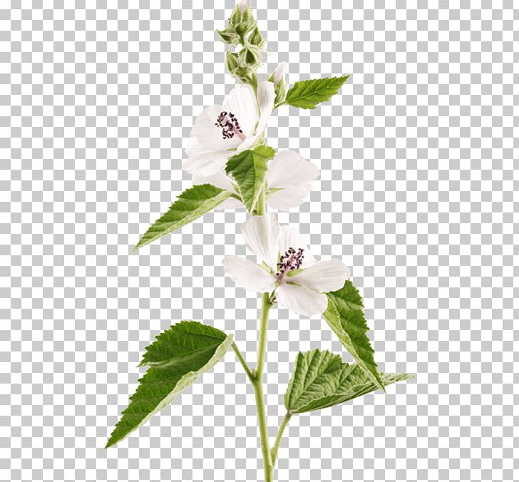 Holy Basil Marshmallow Creme Marsh Mallow Herb PNG, Clipart, Botanical Flower Illustration, Flower, Flowering Plant, Herb, Holy Basil Free PNG Download