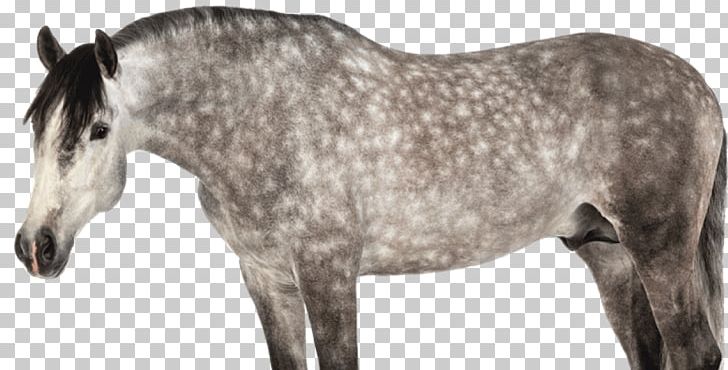 Andalusian Horse Mane Mustang Pony Stallion PNG, Clipart, Andalusian Horse, Bridle, Colt, Depositphotos, Gray Free PNG Download