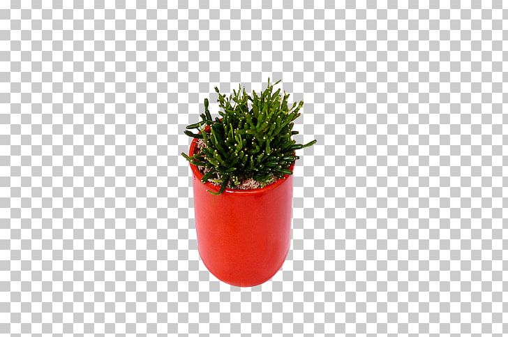 Flowerpot Germany Flower Box Houseplant Canon PNG, Clipart, Canon, Craft Magnets, Dracaena Fragrans, Flower Box, Flowerpot Free PNG Download