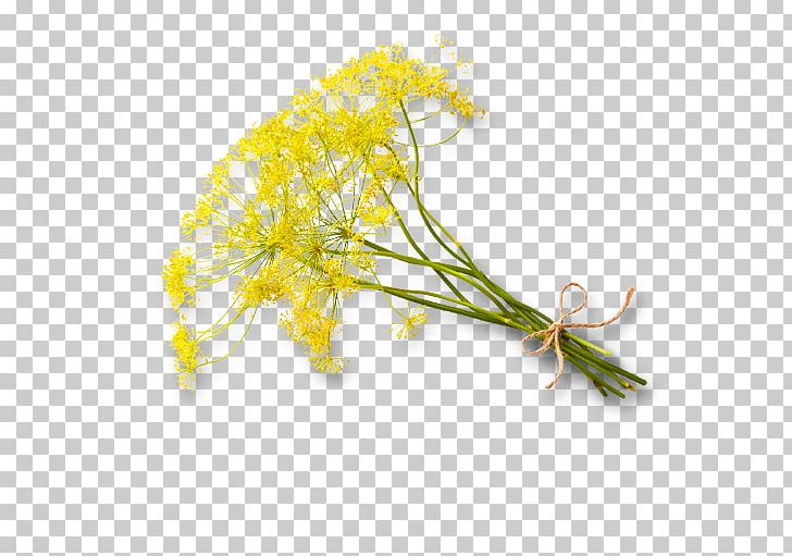 Organic Farming Daytime Morning Plant Stem PNG, Clipart, Amino Acid, Capelli, Daytime, Fennel, Flower Free PNG Download