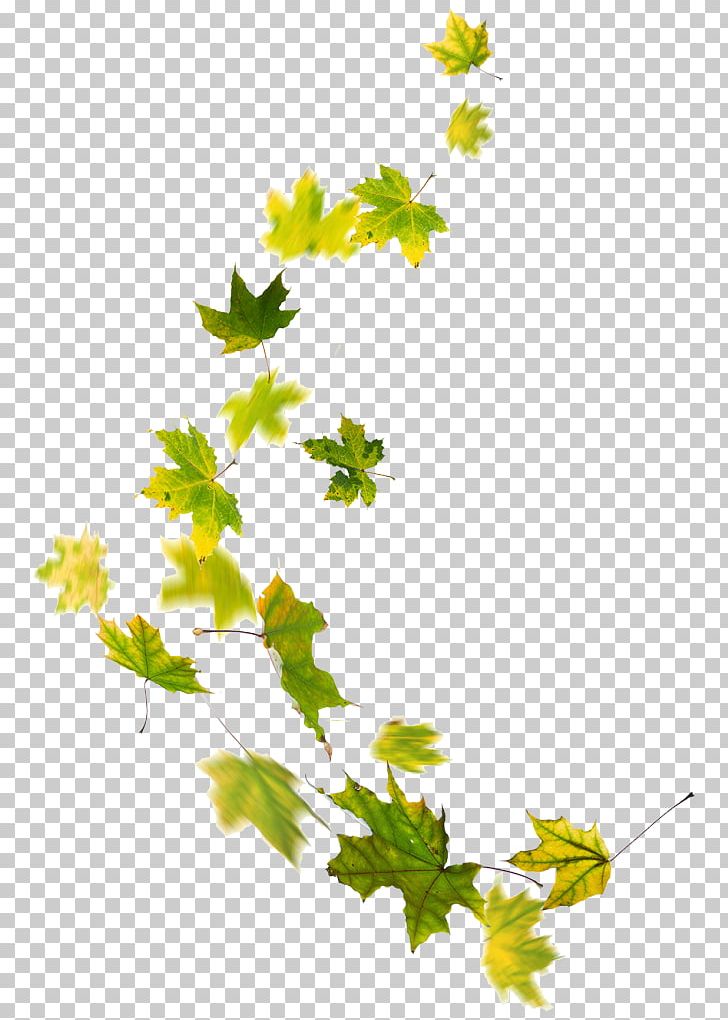 Plant Stem Leaf Line Flower Branching PNG, Clipart, Branch, Branching, Flora, Flower, Flowering Plant Free PNG Download