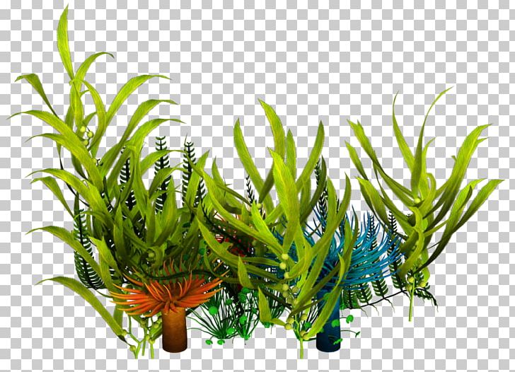 Underwater Aquatic Plants Seaweed PNG, Clipart, Algae, Aquarium Decor, Aquatic Plant, Aquatic Plants, Clip Art Free PNG Download