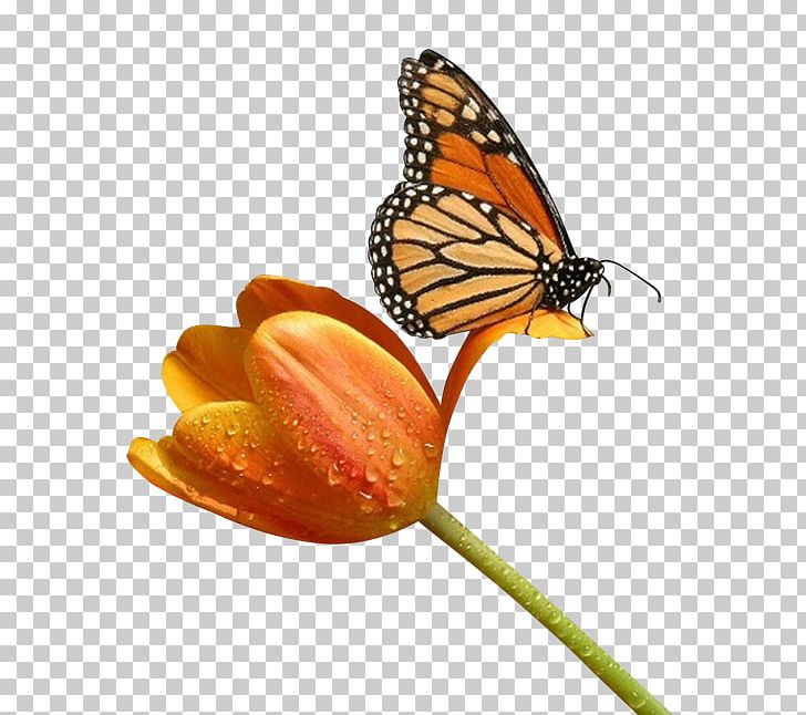 Butterfly Insect PNG, Clipart, Animal, Animals, Beautiful, Brush Footed Butterfly, Butterflies Free PNG Download