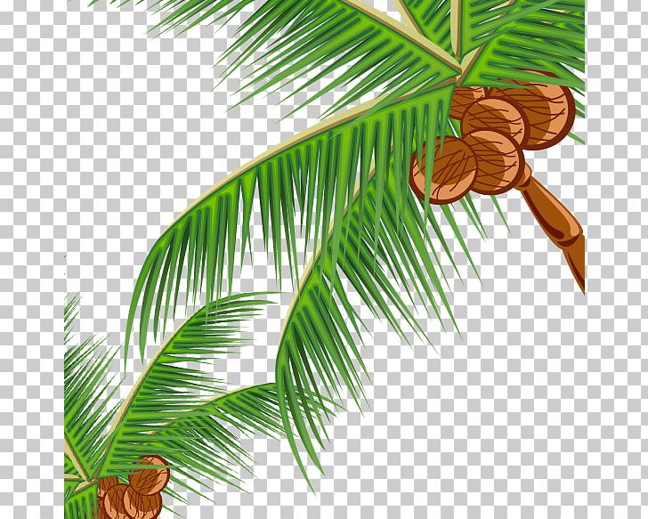 Coconut Fast Food Pine Leaf Illustration PNG, Clipart, Arecales, Autumn Tree, Beauty Parlour, Branch, Child Free PNG Download