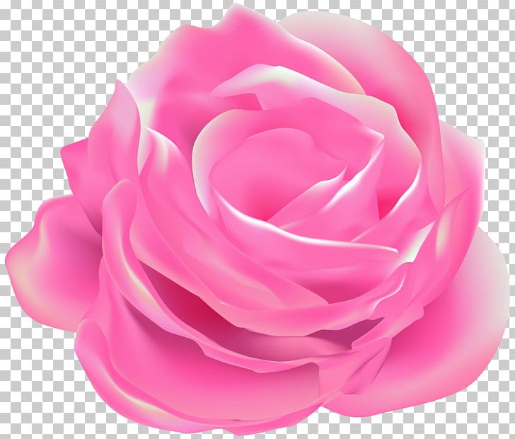 Garden Roses Cabbage Rose Floribunda PNG, Clipart, Blue Rose, Cabbage Rose, Cut Flowers, Floribunda, Flower Free PNG Download